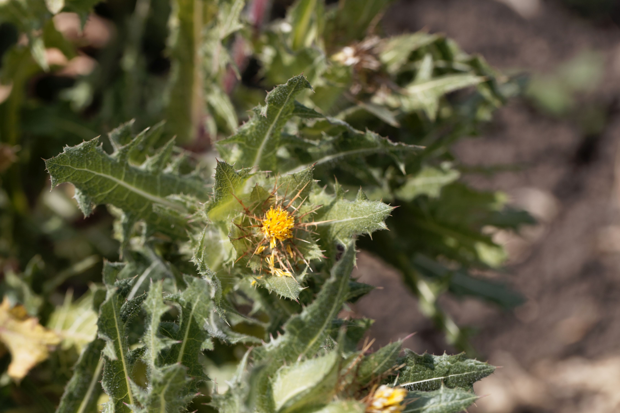 Zdravilne lastnosti, ki jih pegasti badelj ima